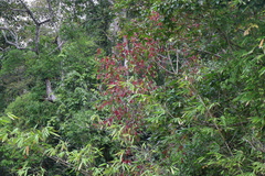Dipterocarpaceae