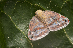 Parapiromis translucida