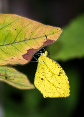 Abaeis xantochlora xantochlora