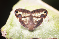 Parapiromis translucida