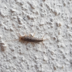 Ctenolepisma lineatum
