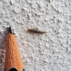 Ctenolepisma lineatum