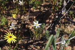 Pauridia serrata albiflora