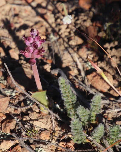 Image of Lachenalia elegans by (c) Tony Rebelo, some rights reserved (CC BY-SA)