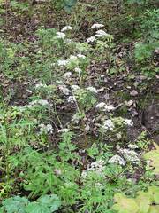 Ostericum sieboldii