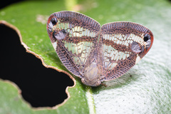 Parapiromis translucida