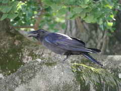 Corvus macrorhynchos
