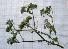 Ostericum sieboldii