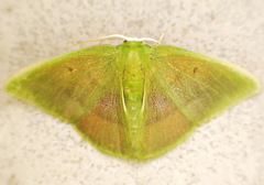 Tachychlora subfulvata