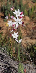 Hesperantha cucullata