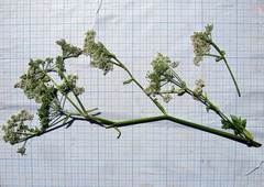 Ostericum sieboldii
