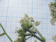 Ostericum sieboldii