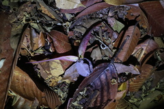 Dipterocarpaceae