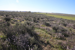 Hesperantha cucullata