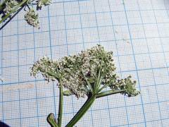 Ostericum sieboldii