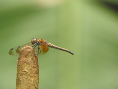 Trithemis aurora