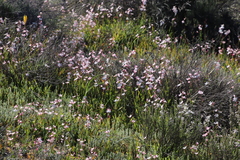 Hesperantha cucullata