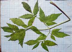 Ostericum sieboldii