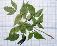 Ostericum sieboldii
