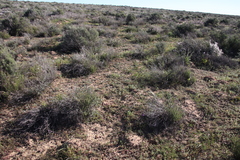 Oxalis massoniana