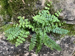 Asplenium trichomanes