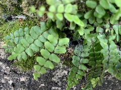 Asplenium trichomanes