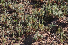 Oxalis massoniana