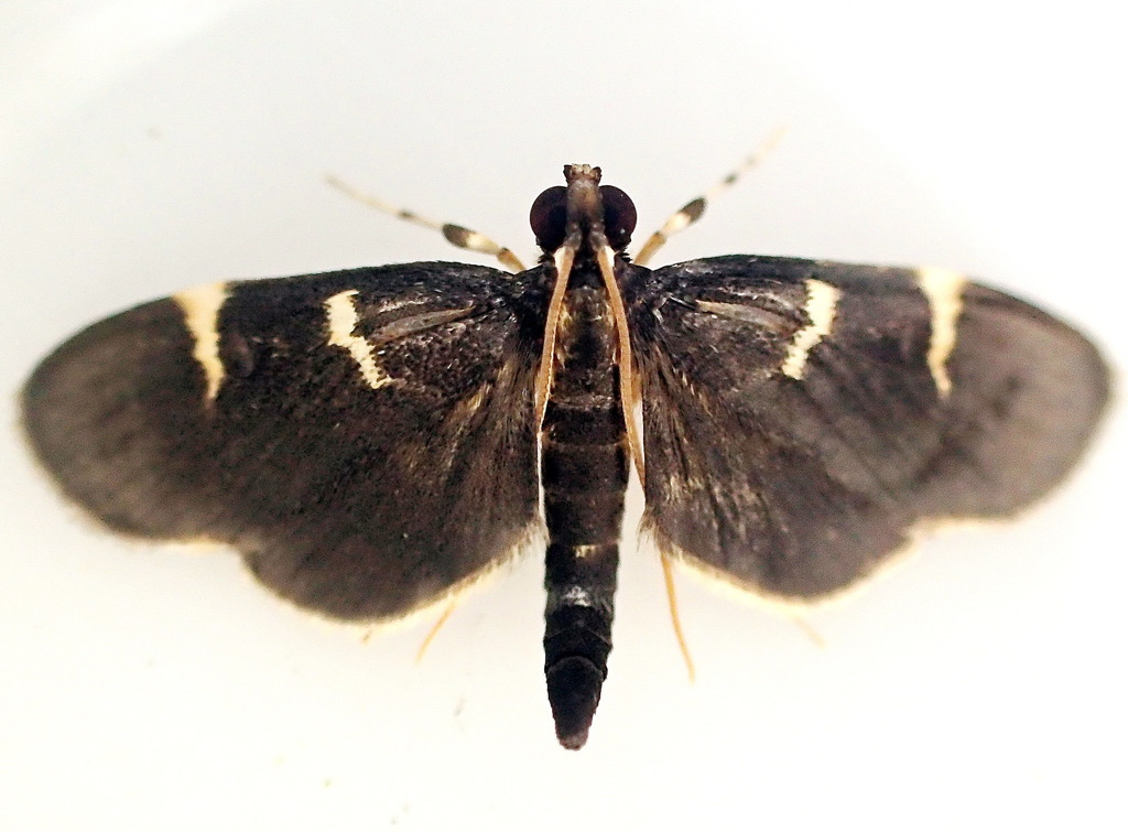 Lygropia disarche