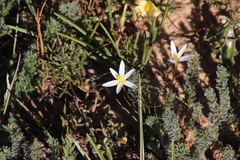Pauridia serrata albiflora
