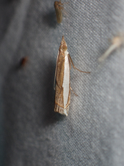 Crambus quinquareatus