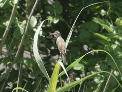 Acrocephalus orientalis
