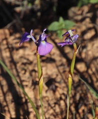 Moraea grandis