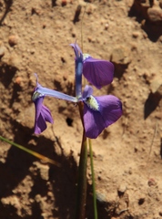 Moraea grandis