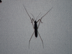 Limnoporus canaliculatus