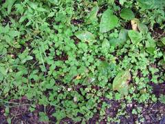 Potentilla centigrana