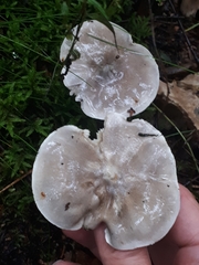 Tricholoma virgatum