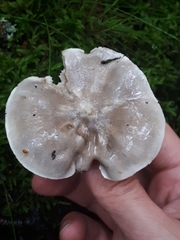Tricholoma virgatum