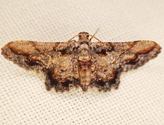 Hypometalla mimetata