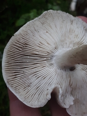 Tricholoma virgatum