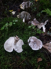 Tricholoma virgatum