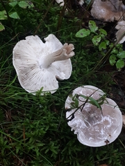 Tricholoma virgatum
