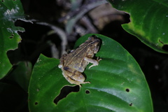 Ingerophrynus divergens