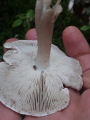 Tricholoma virgatum