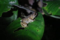 Ingerophrynus divergens
