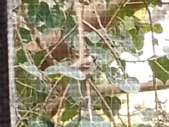 Passer domesticus