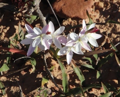 Hesperantha cucullata