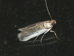Denticera divisella