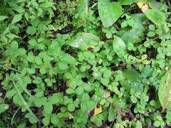 Potentilla centigrana