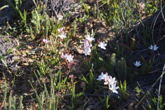Hesperantha cucullata