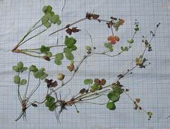 Potentilla centigrana